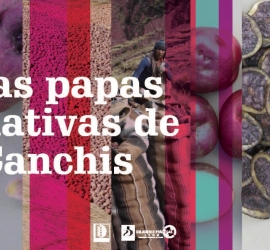 Las papas nativas de Canchis