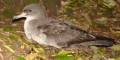 Fardela blanca (Puffinus creatopus) EN PELIGRO