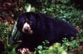 Oso andino