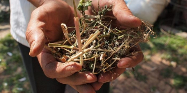 El biocarbón ayuda a fertilizar el suelo y mejora su capacidad de retener el agua. Crédito: Rob Goodier/E4C/cc by 2.0
